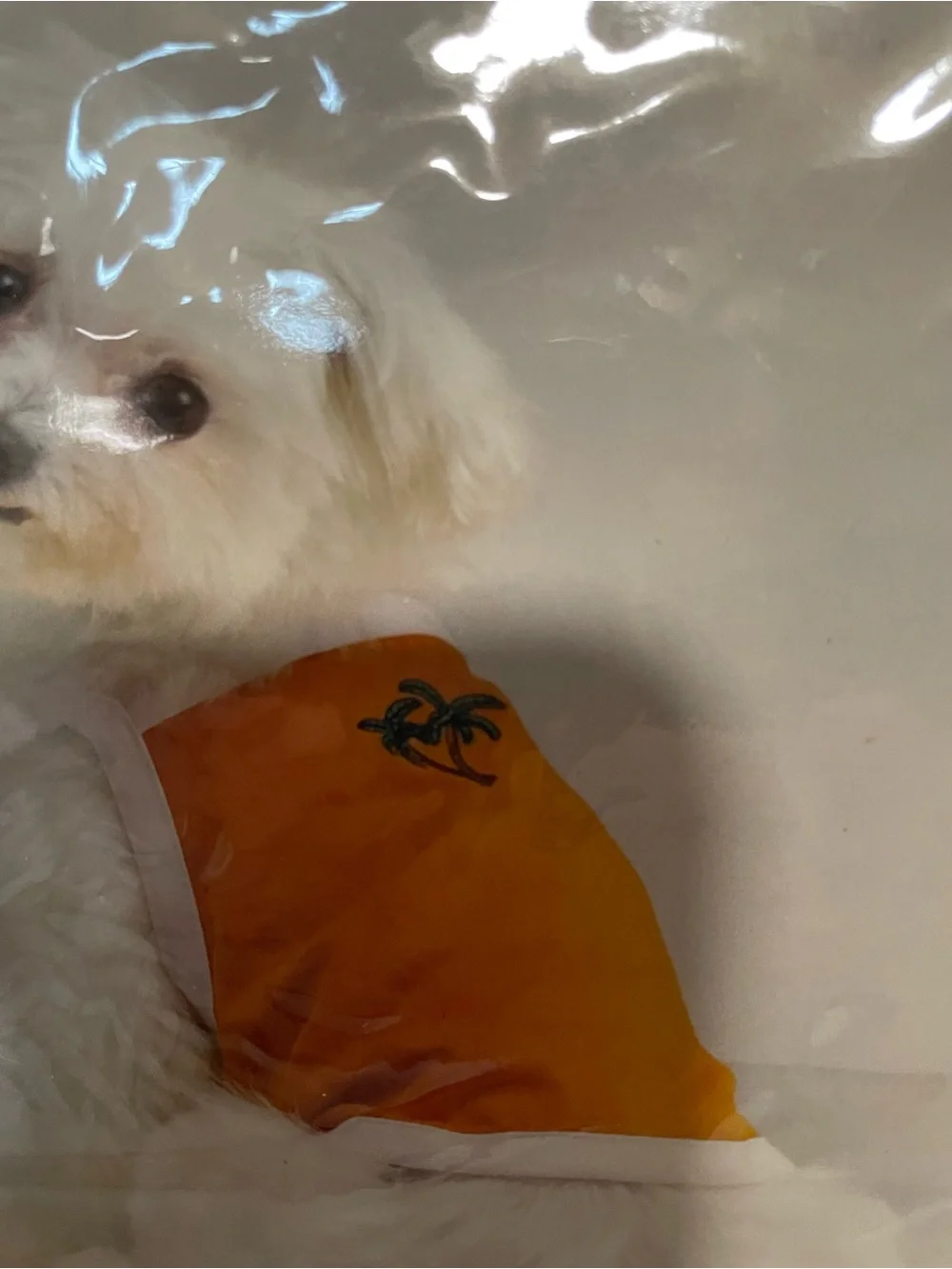 Casual Canine Orange Palm Embroidered Dog Tank